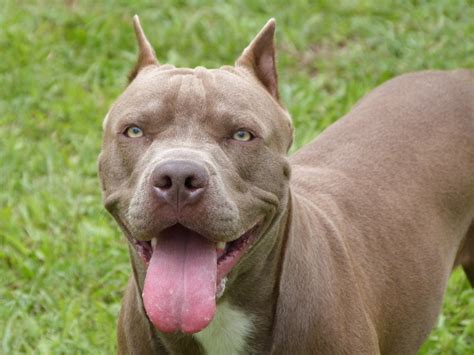 tipos de pitbull que existem